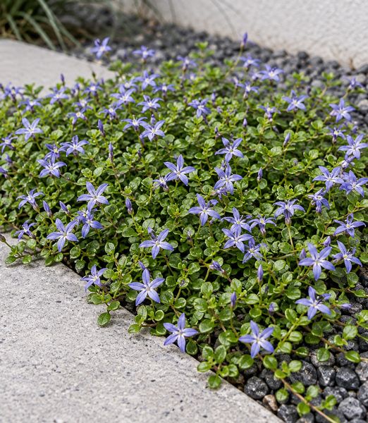 Lobelia pedunculata ‘County Park’